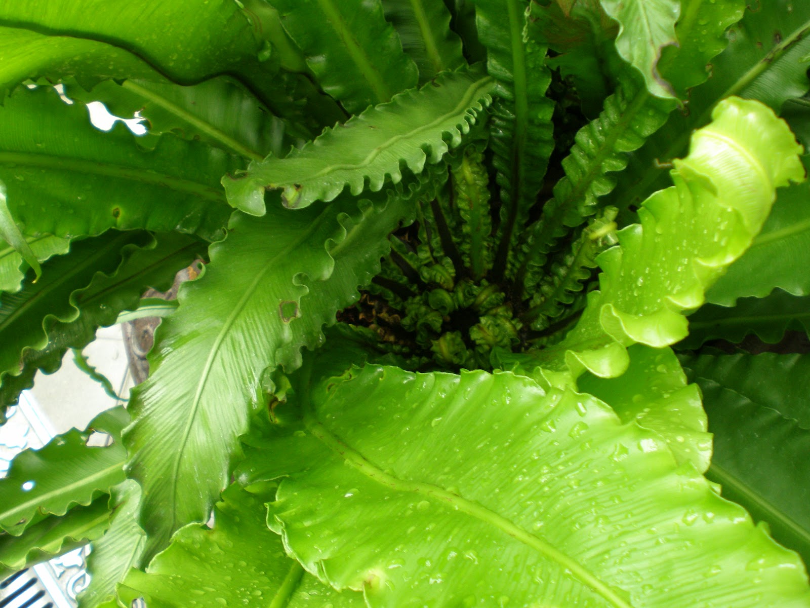 The Fern and Mossery Potted Plants, San Francisco Conservatory of Flowers