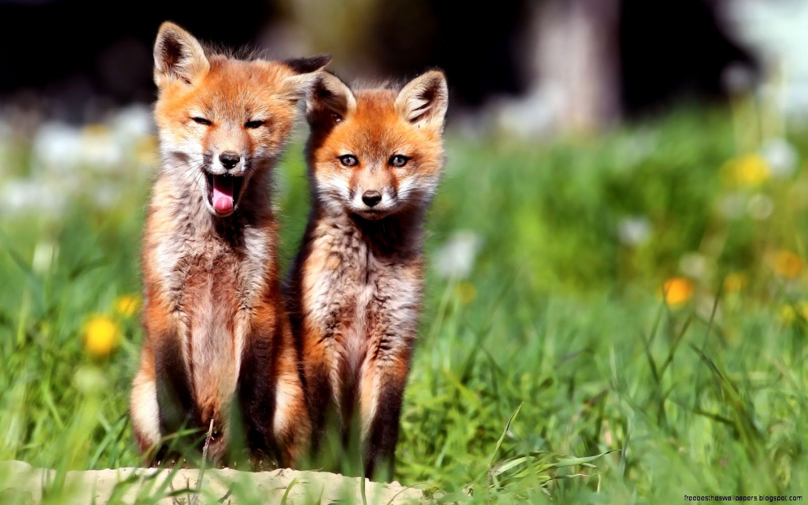 Funny Fox Animal Wallpaper Funny Fox Animal Wallpaper