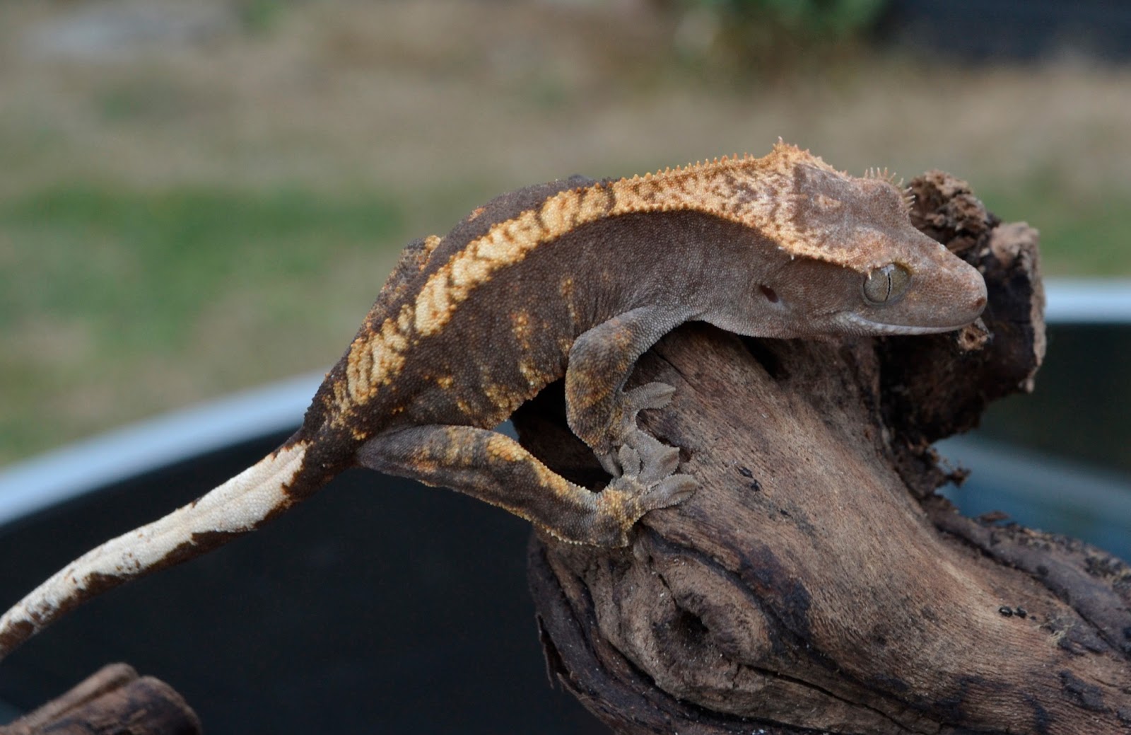 Crested Geckos Blog: Geckos for sale! All related to my black and white