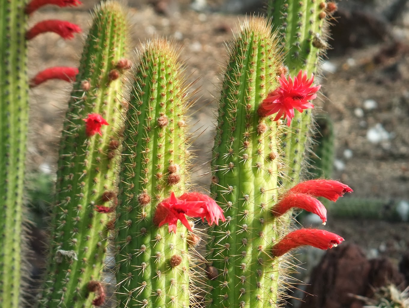 The Nature Of Portland Red Flowering Currant An Early Blooming