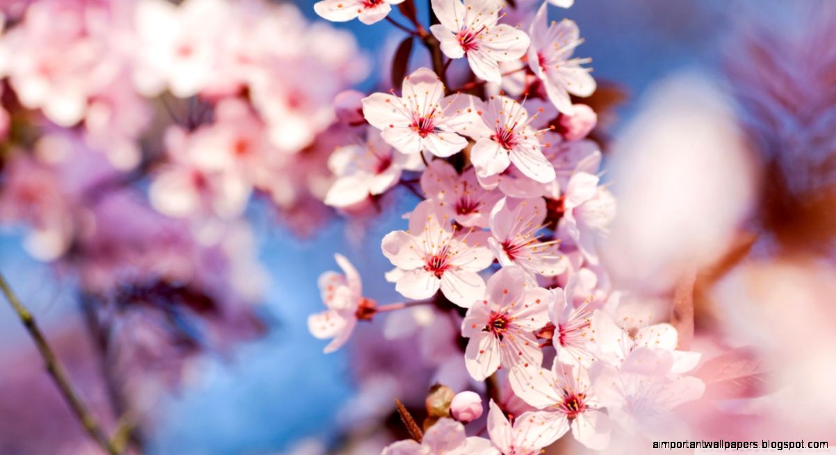 Cherry Blossom HD desktop wallpaper Mobile Dual Monitor Cherry Blossom HD desktop wallpaper Mobile Dual Monitor