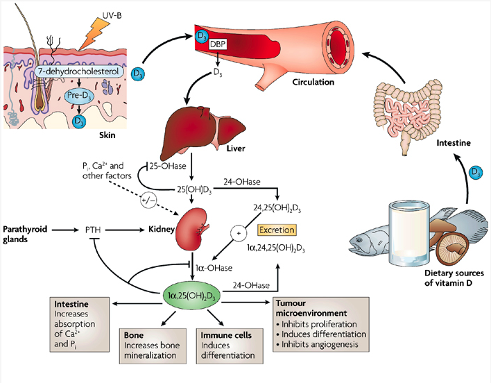 The Daily Detox Are Your Vitamin D Levels Optimal?