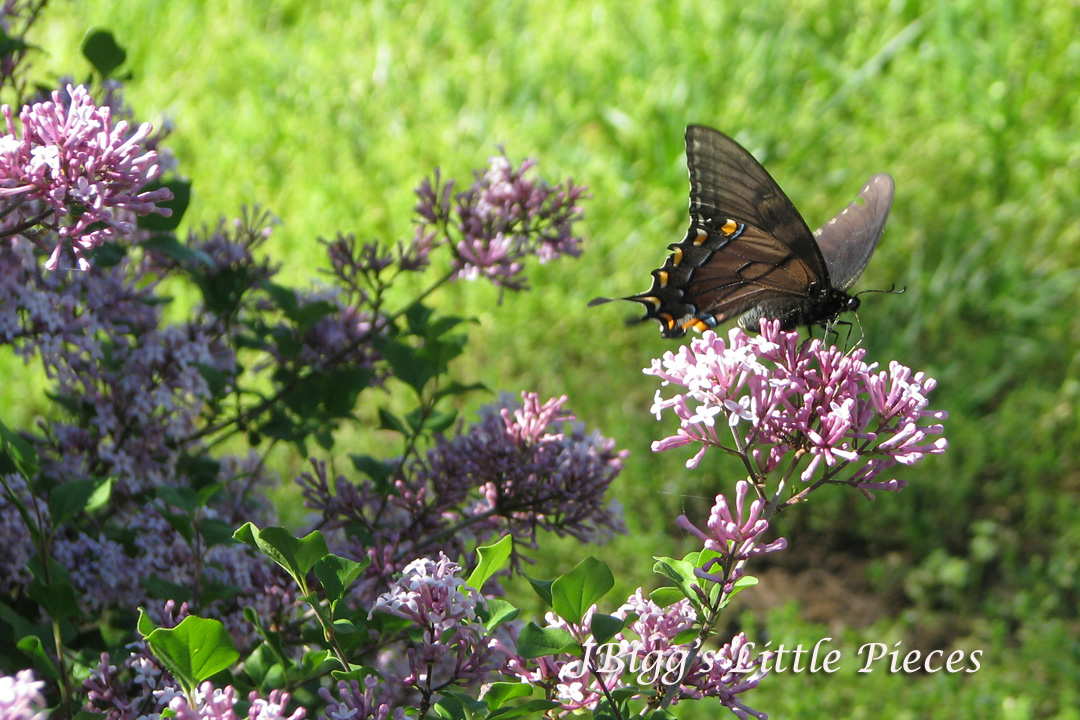 JBigg Life in Kentucky Lilacs in Bloom