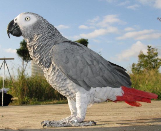 All About Animal Wildlife African Grey Parrot Few Facts