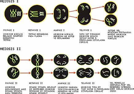 Perbedaan Mitosis Dan Meiosis