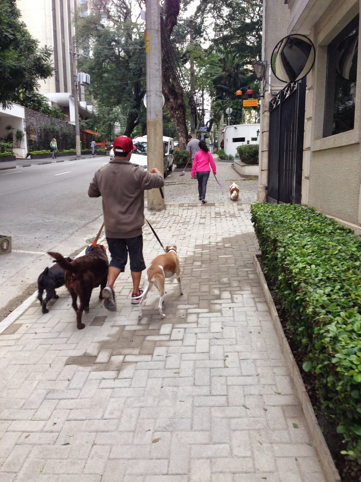 Mundo Novo ムンド ノーヴォ 40歳の転職 起業日記 犬の散歩屋