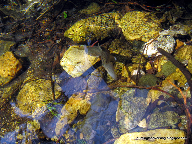 San Bernardino National Forest Rainbow Trout Creek Fishing Hunting