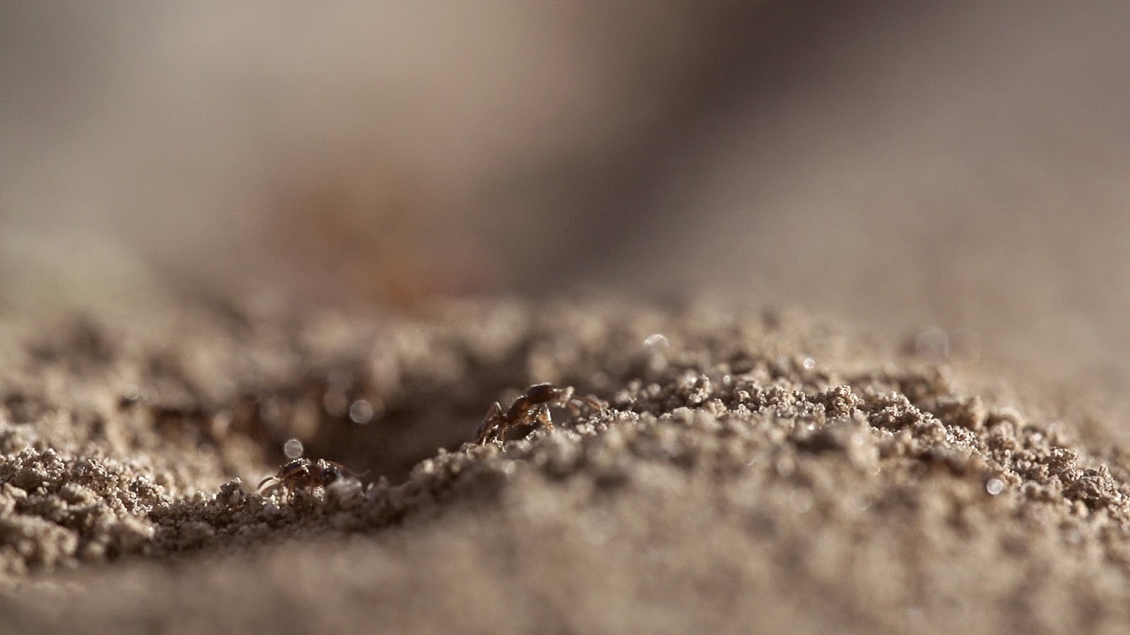 Ant Hill Close Up