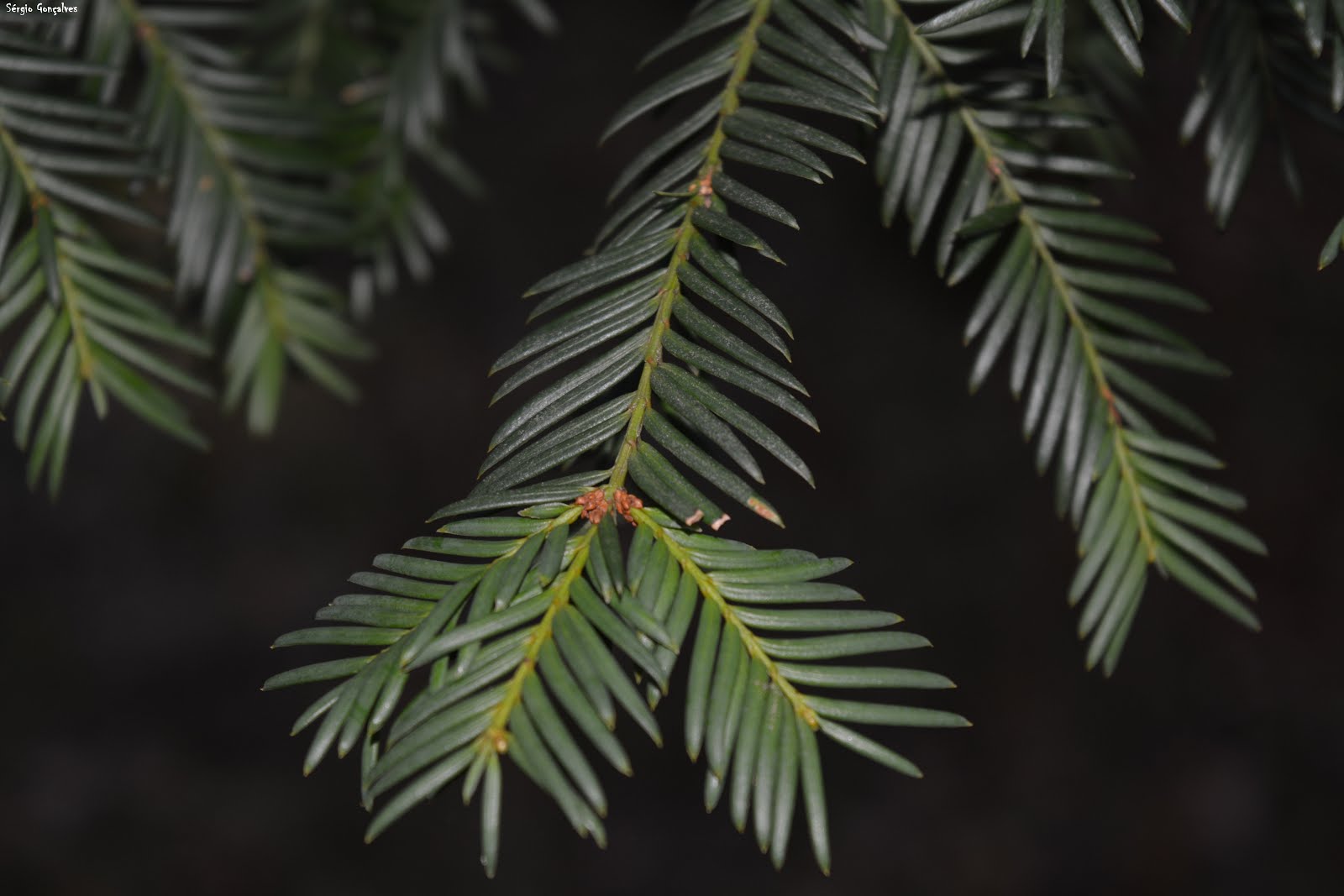 Teixo - Taxus baccata.