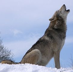 Why Wolves Cannot Be Tamed
