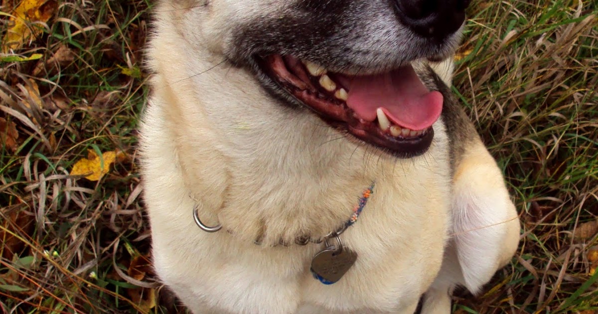 Ottawa Valley Dog Whisperer DOGS ARE OPPORTUNISTS GOOD OR BAD?