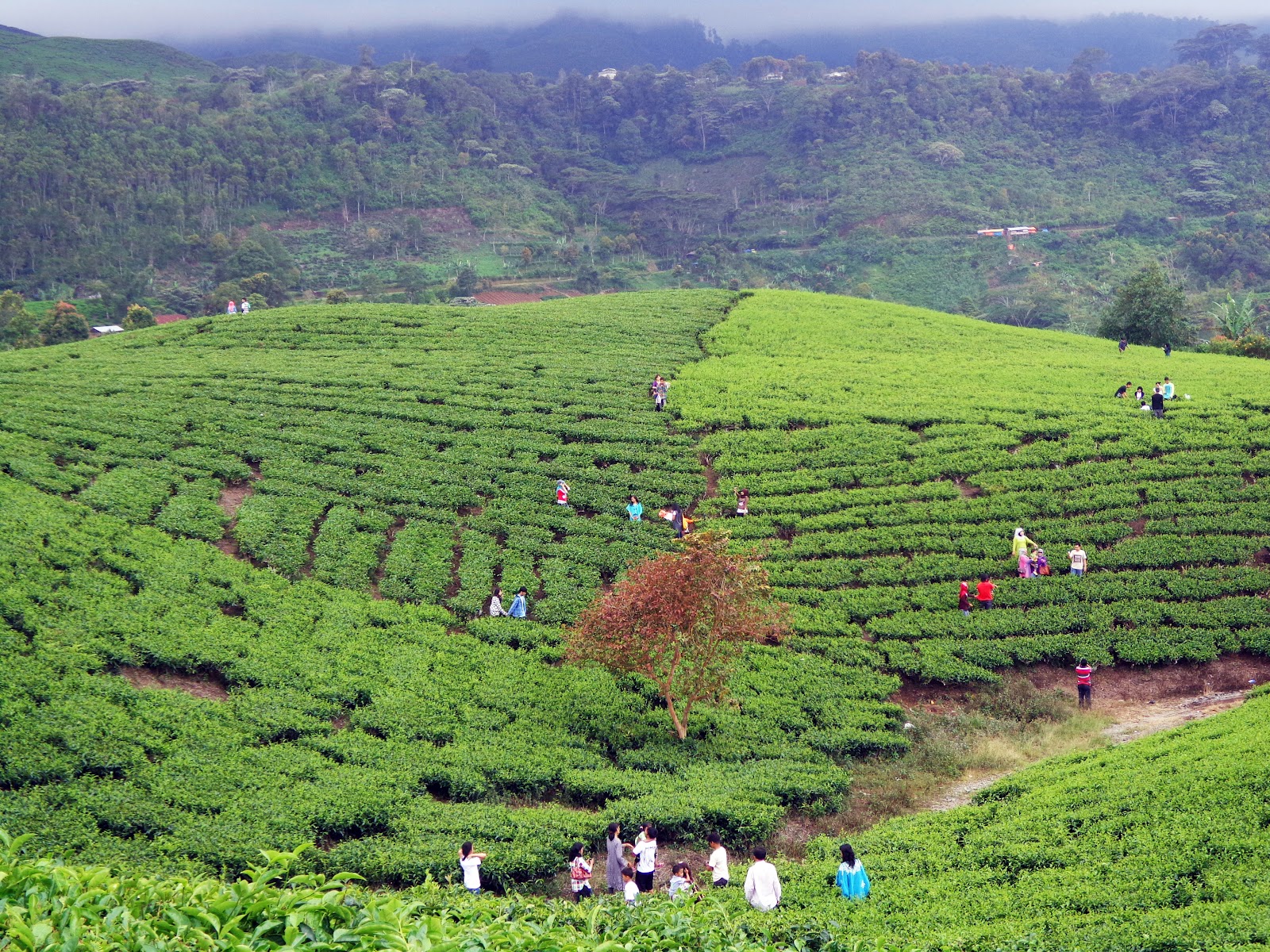 KEBUN TEH DI SOLOK SUMATERA BARAT