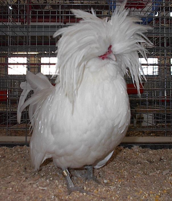 PAKSHIKOODARAM Fancy chickens for sale