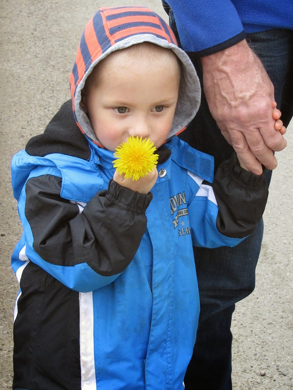 little boy with dandelion