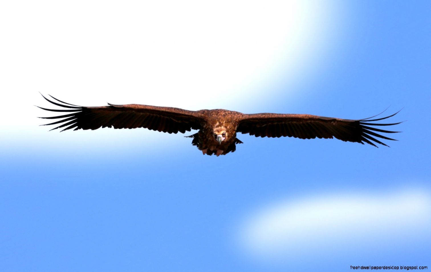 Sky Eagle Sky Eagle