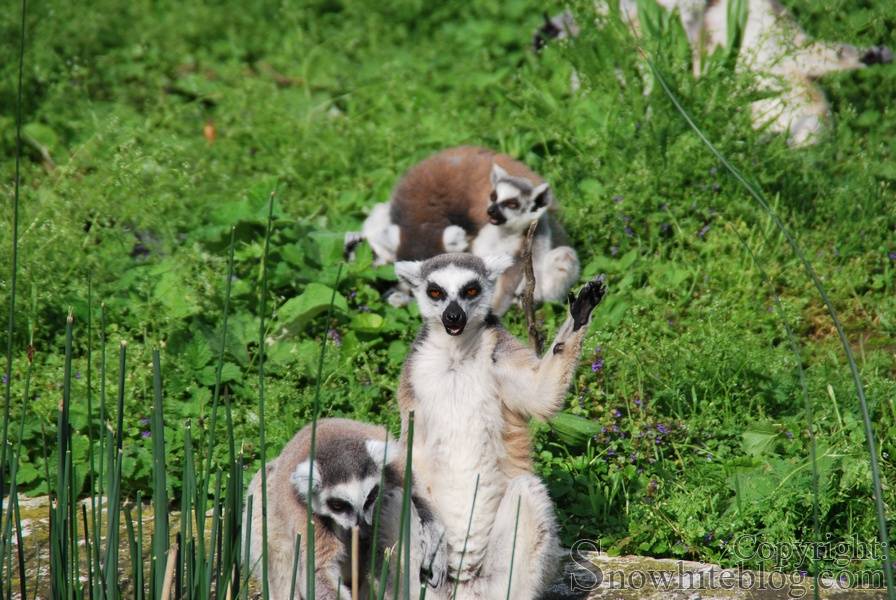 Funny Lemur Pictures