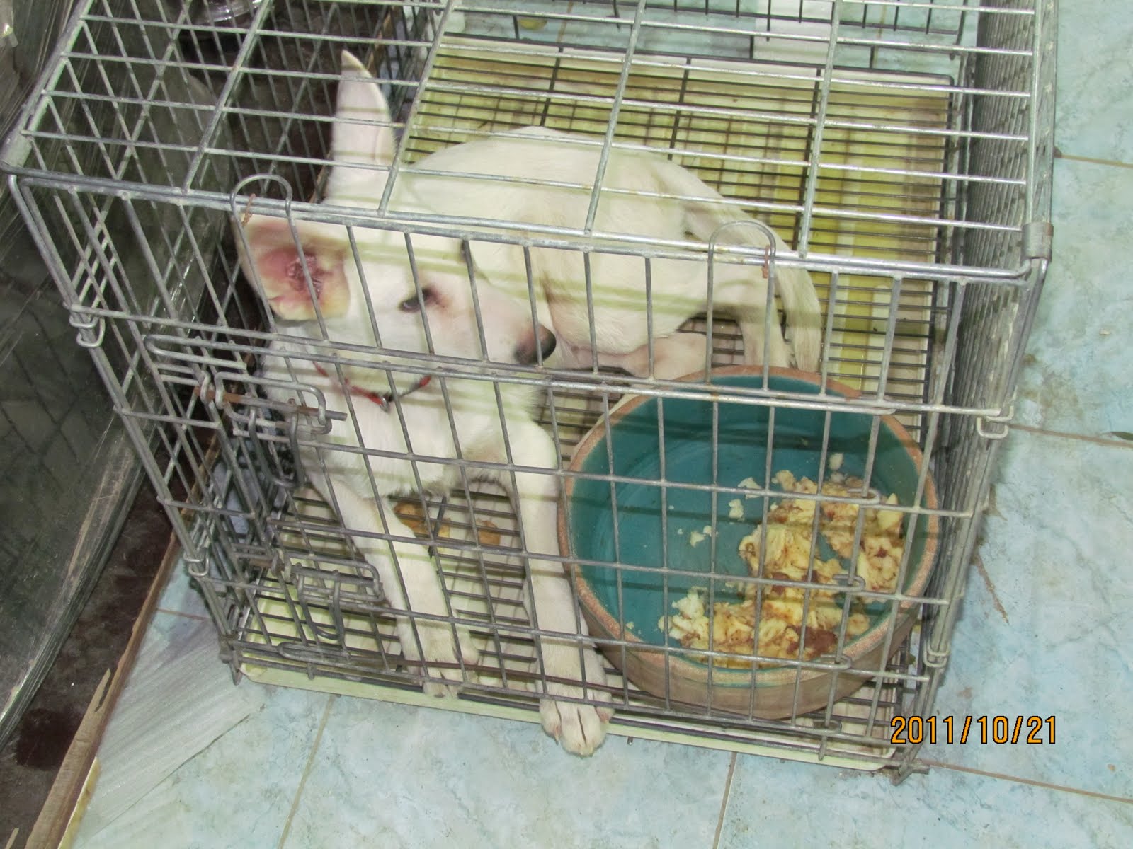 Life in Kuwait Blog Friday Market + Animals = Cruelty