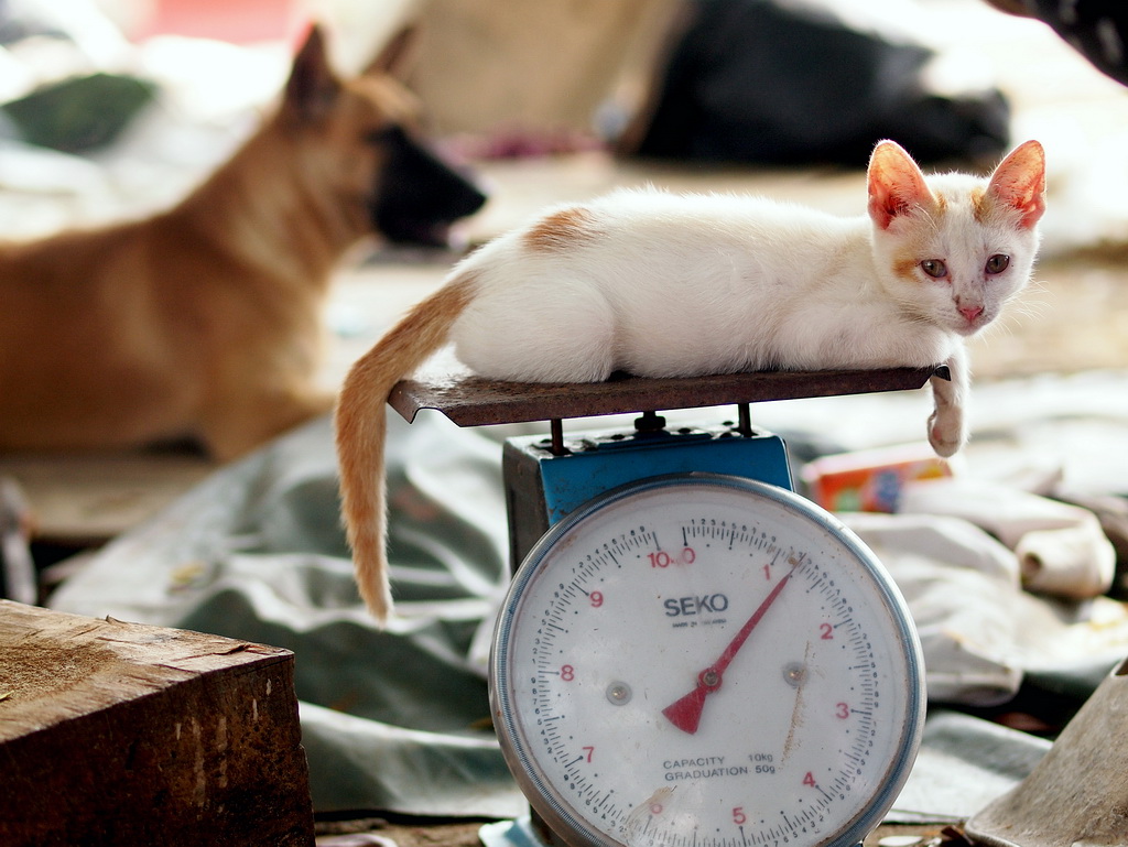 Robin Wong How Much Does a Cat Weigh?