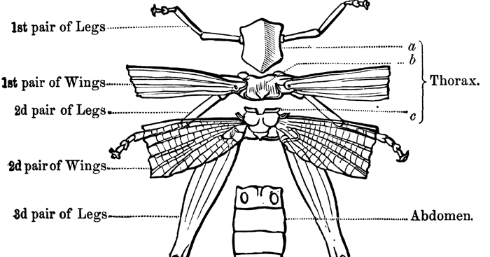 morphology and anatomy of insects