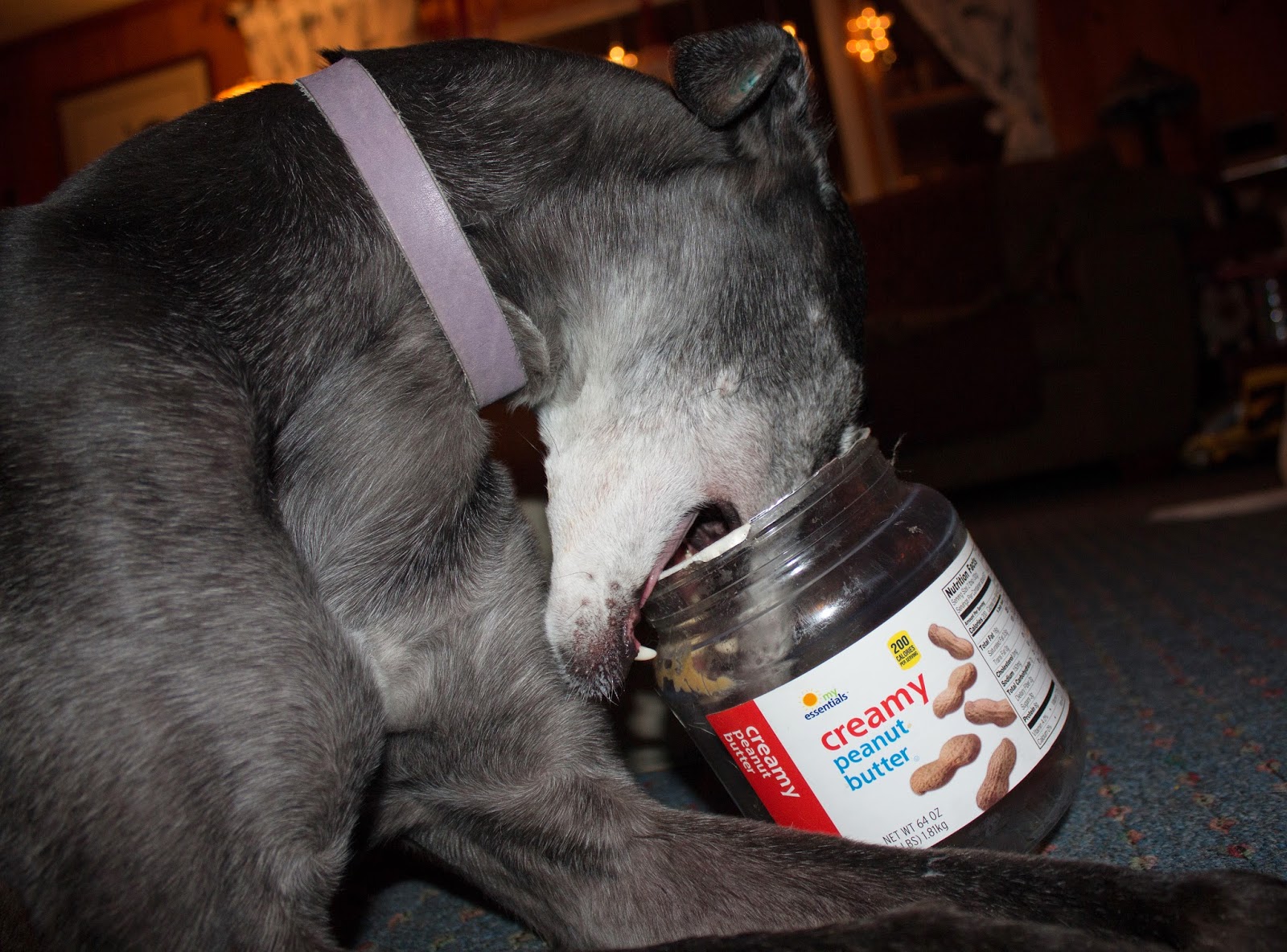Bettina greyhound eats the peanut butter jar