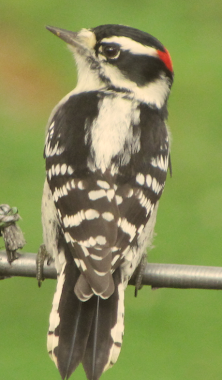 Male Downy Woodpecker