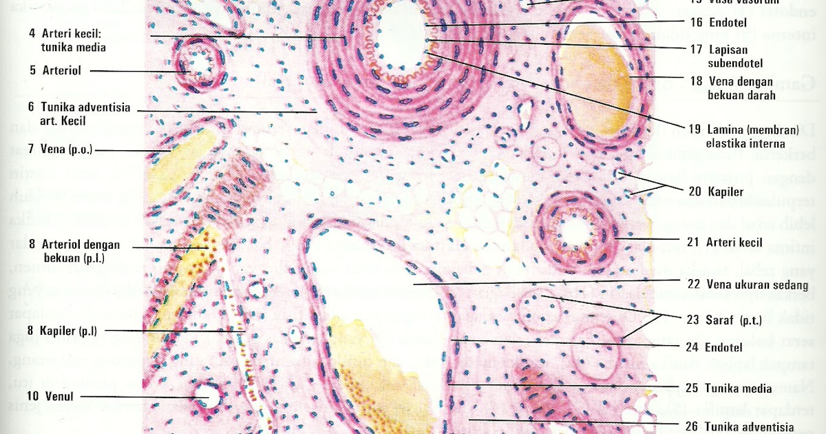 KEDOKTERAN ELASTIC ARTERIES