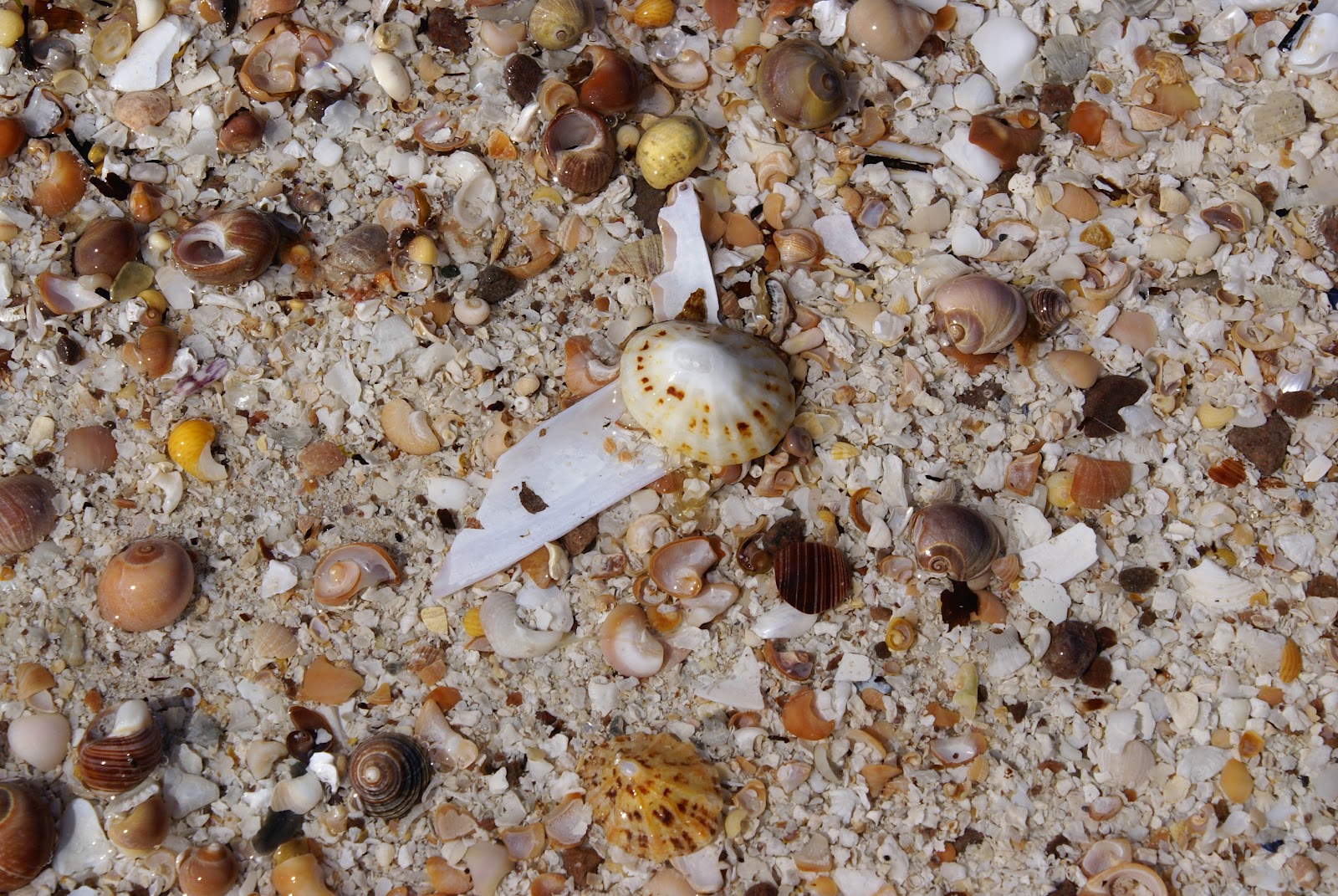 Mountain and Sea Scotland Sea shells on a Summer shore