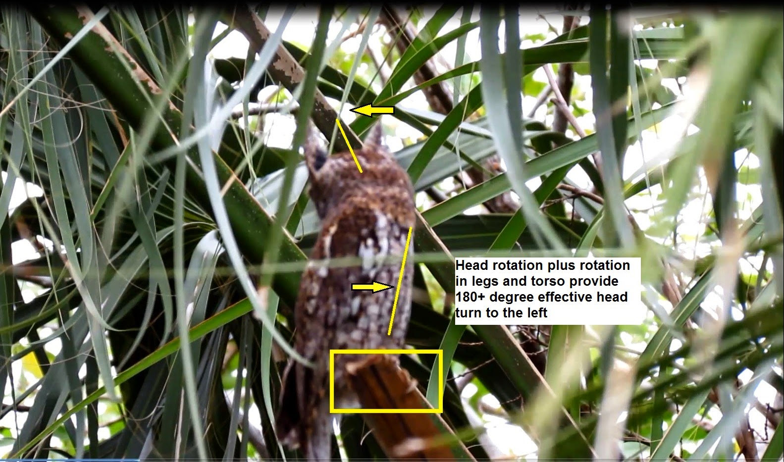 Backyard Birding....and Nature Eastern Screech Owl Rotates Head And