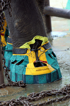 elephant shoes for animals elephant shoes elephant shoes for animals elephant shoes