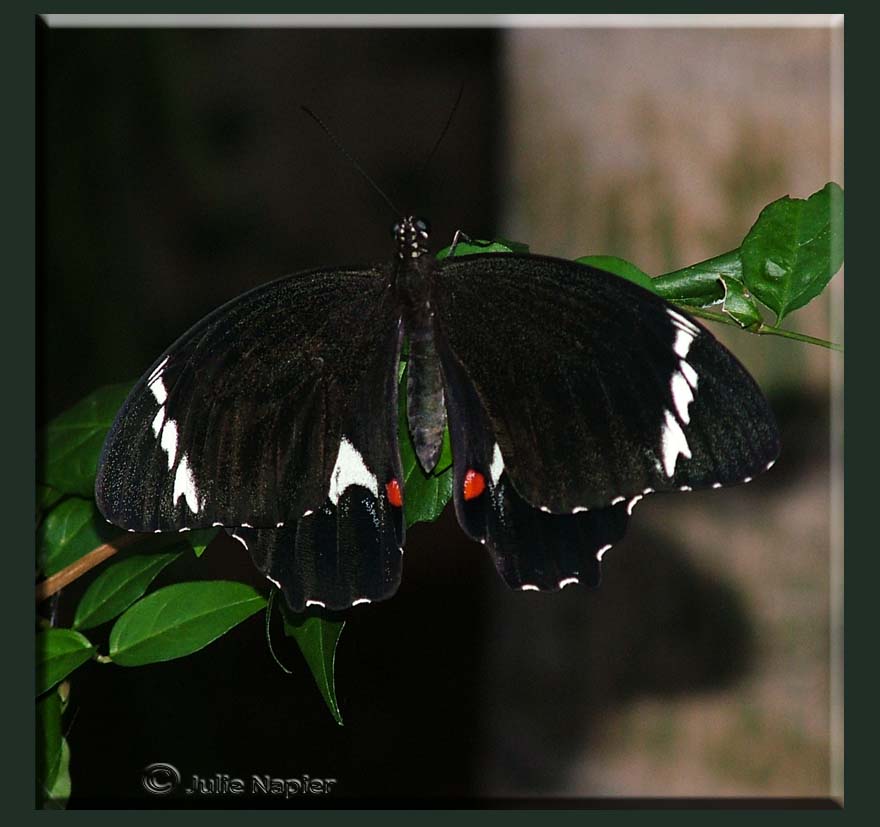 Male Orchard Swallowtail