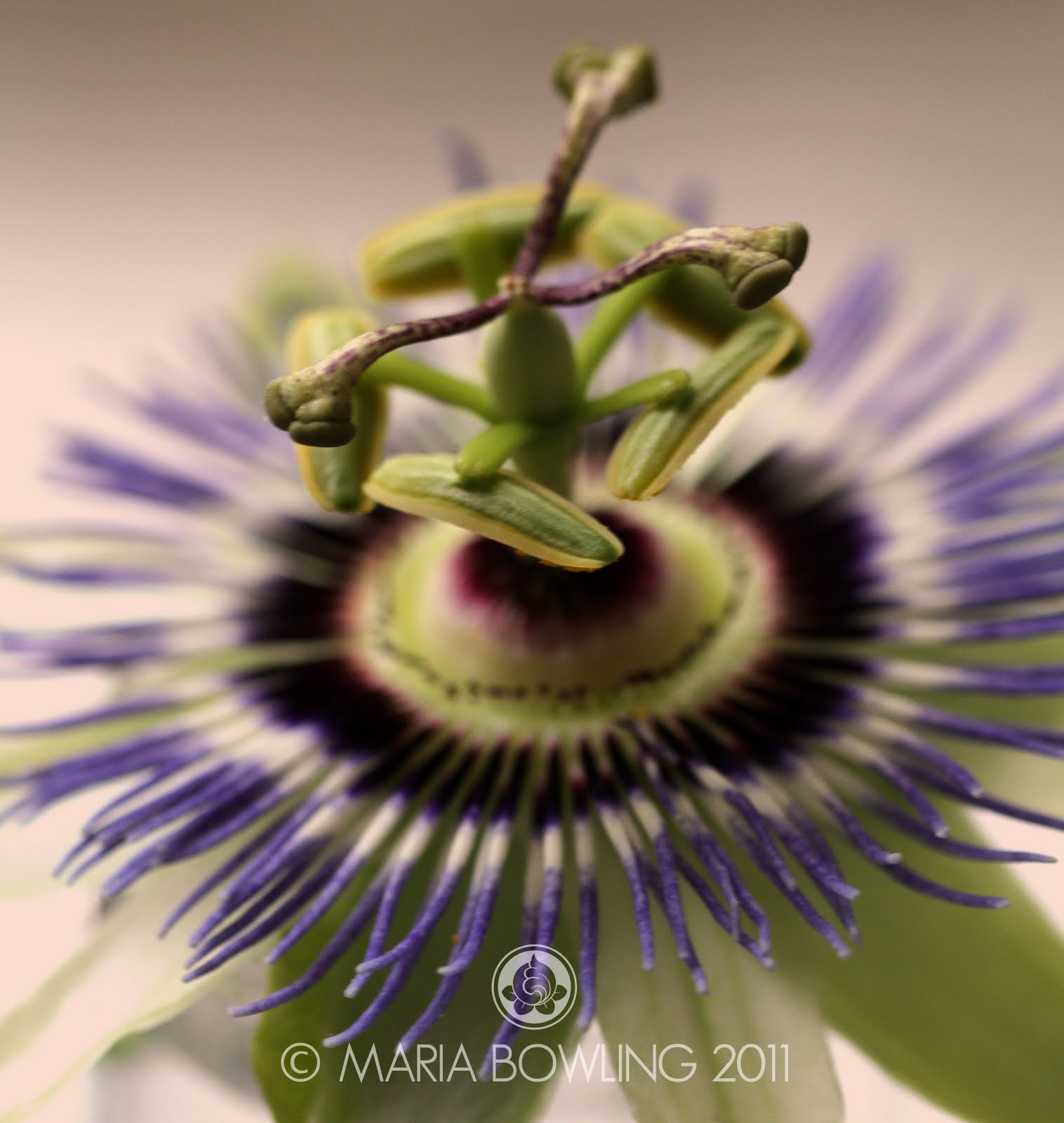 Pretty Medicine Passion Flower (Passiflora incarnata)