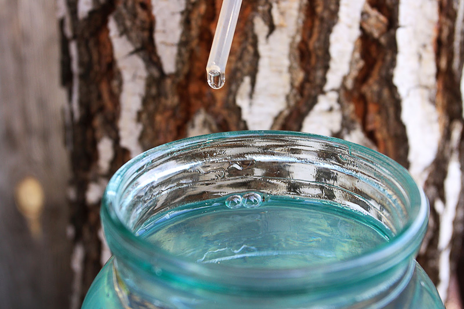 Living Without Lupus Birch tree water, a Divine nectar.
