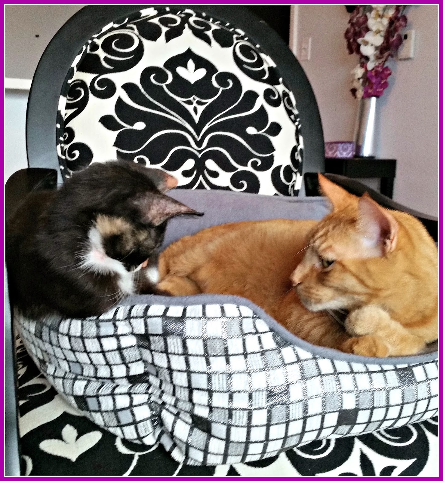 Riverfront Cats, Downtown Miami Sobe, the South Beach kitten