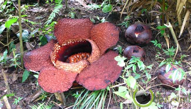 Rafflesia Arnoldii Rafflesia Arnoldii