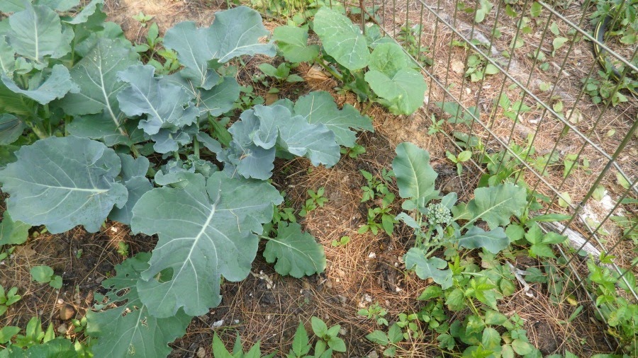 Progressive Charlestown Why You Should Compost