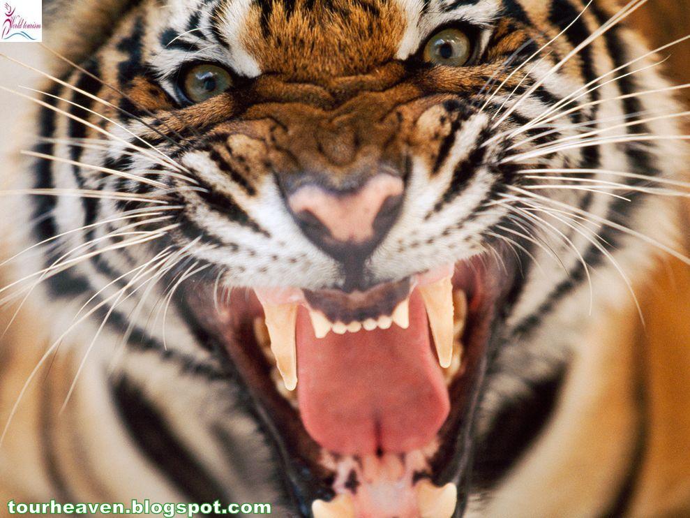 INDIA NATIONAL SYMBOLS -6(NATIONAL ANIMAL"TIGER") ~ WORLD TOURISM