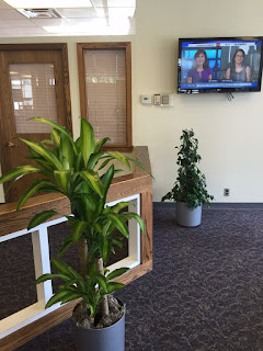 inside office green plants; rental green plants and pricing; Plantscape designs Inc.;