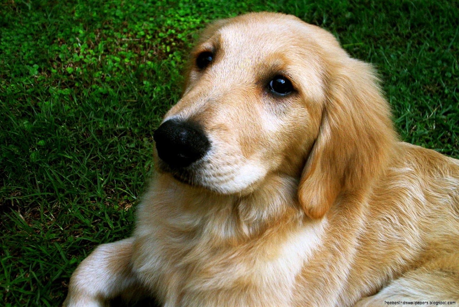 Golden Retriever Puppies Golden Retriever Puppies