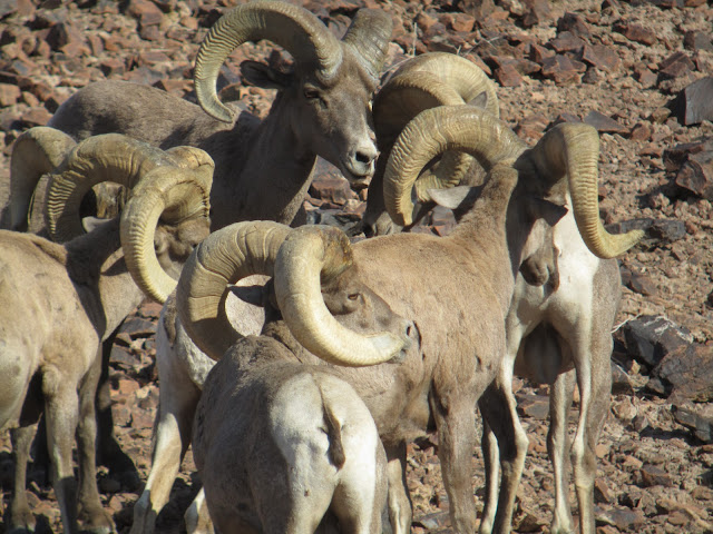 AZ+Desert+Bighorn+Sheep+Scouting+Pics+by+Colburn+and+Scott+Outfitters+12.JPG