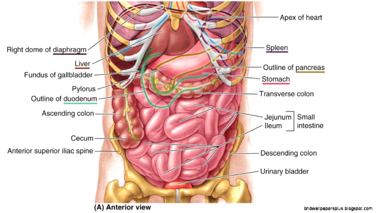 Abdominal Anatomy Greater Omentum  the body of the eye model Abdominal Anatomy Greater Omentum  the body of the eye model