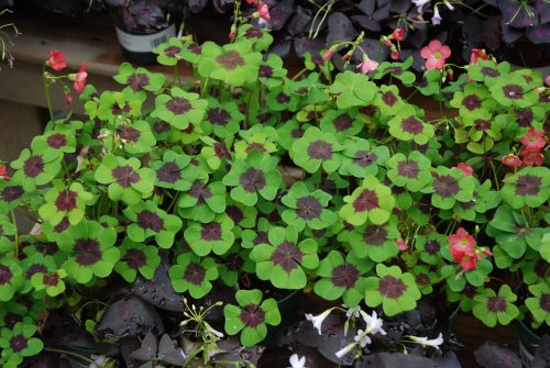 La chiamano Oxalis deppei per gli amici Iron cross. E\u0027 una specie di quadrifoglio con il centro più scuro che produce dei fiori di un bel colore rosato.