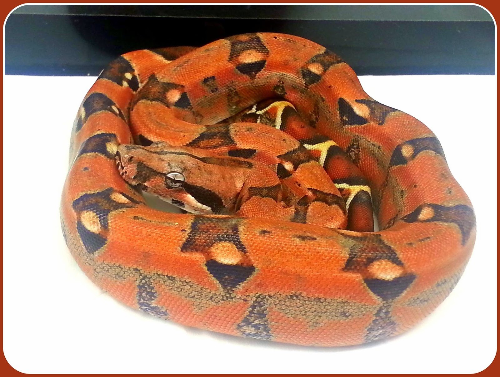 Guida pratica all'allevamento del BOA CONSTRICTOR PASTEL BOA