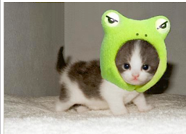 Kitty Frog