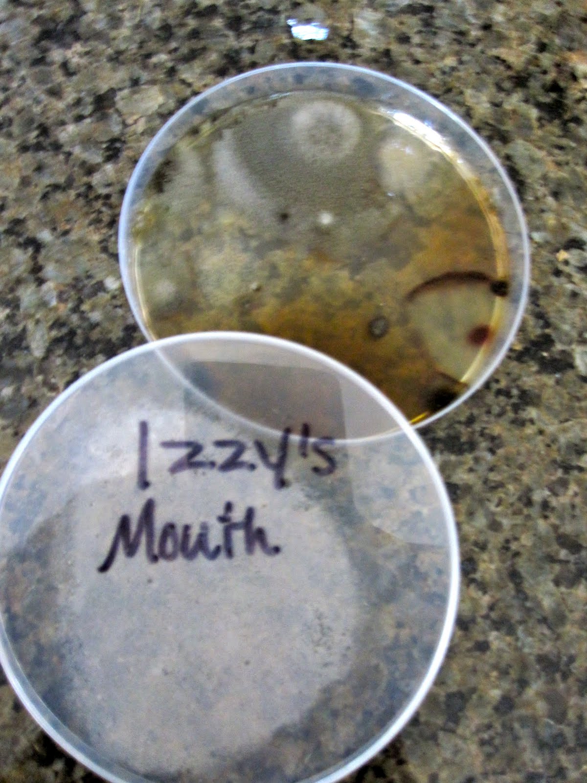 Beginning Ever After Petri Dish Experiments