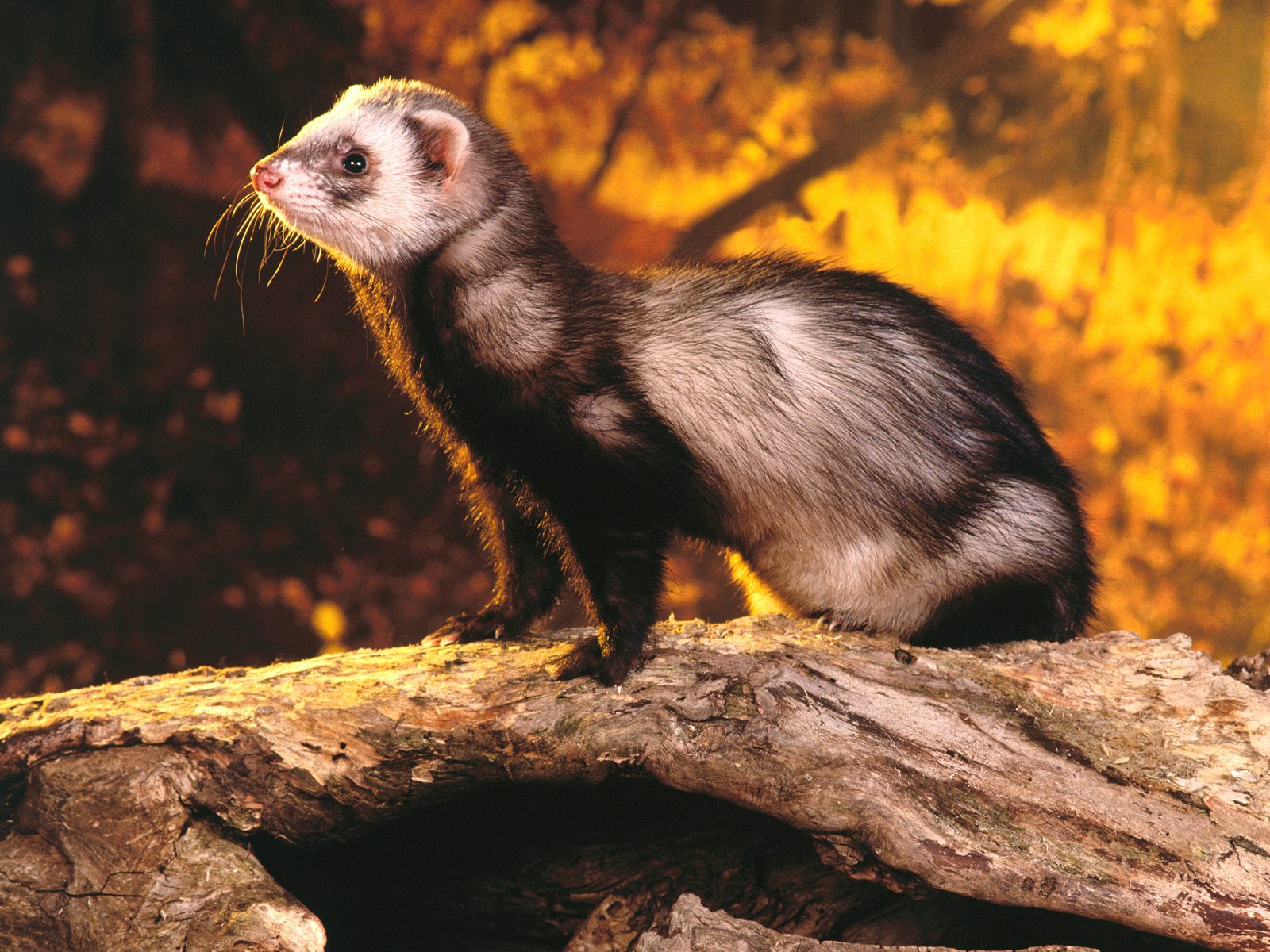 Ferrets Wallpapers | Fun Animals Wiki, Videos, Pictures, Stories