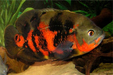 tropical fish oscars