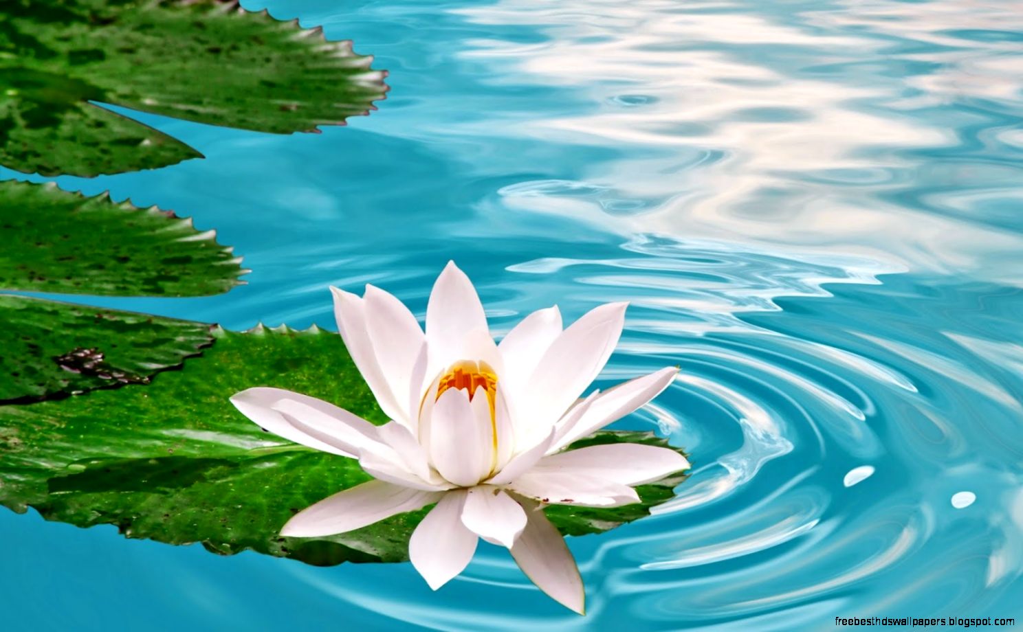 8 Lovely Flowers HD Wallpapers anaknulp 8 Lovely Flowers HD Wallpapers anaknulp