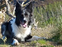 Cupar the Collie