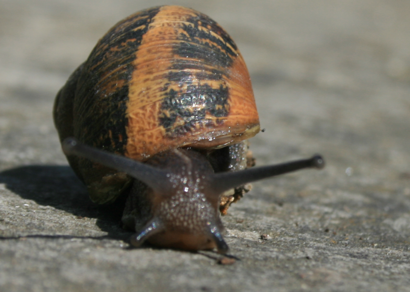 Snails crush best adult free compilation