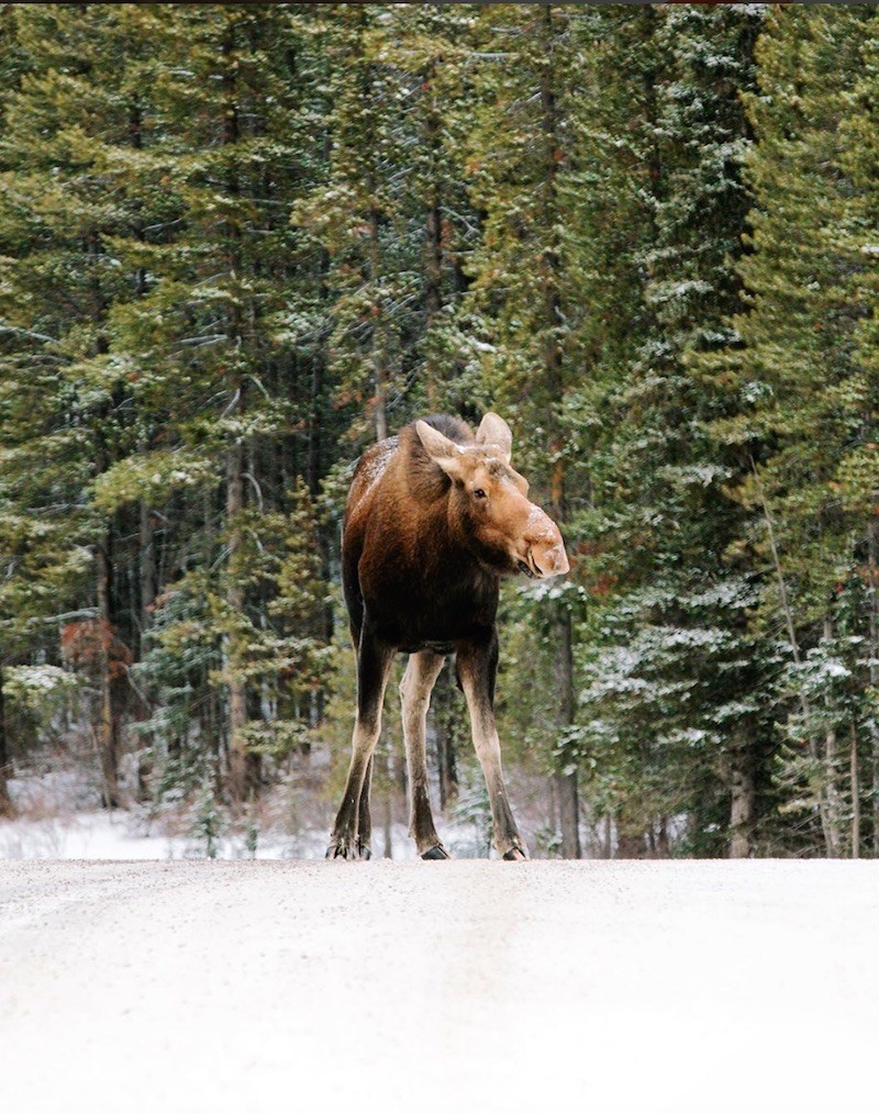 Kananaskis County - Winter Wanderlust. Photographer’s Epic Photos Prove Why You Should Visit Canada During The Winter Kananaskis County - Winter Wanderlust. Photographer’s Epic Photos Prove Why You Should Visit Canada During The Winter